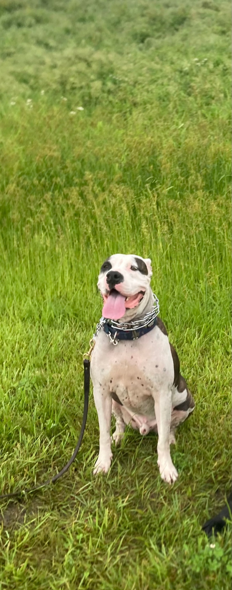 A rescue dog sitting in a grass field, smiling