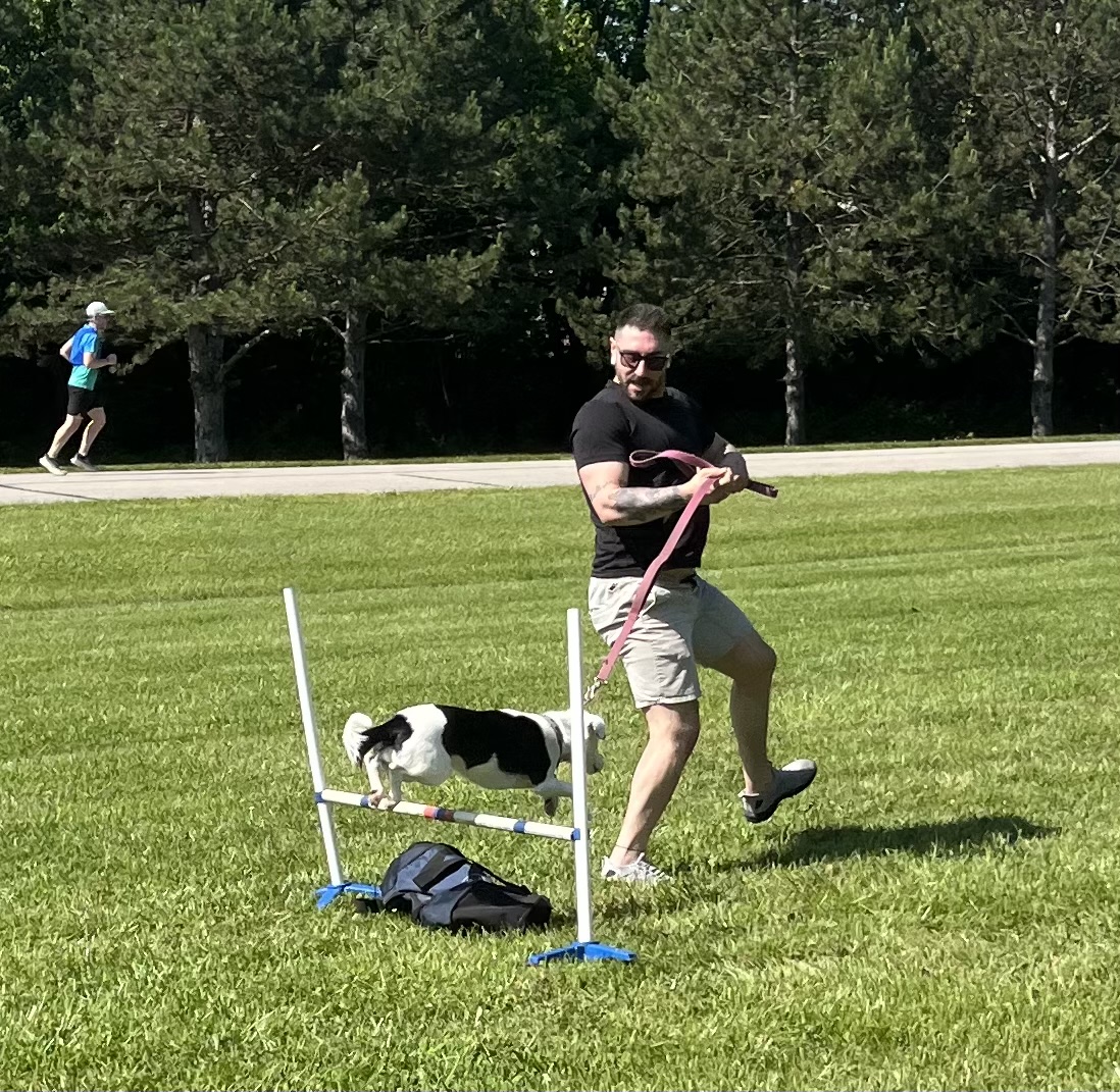 Dog leaping over an agility obstacle